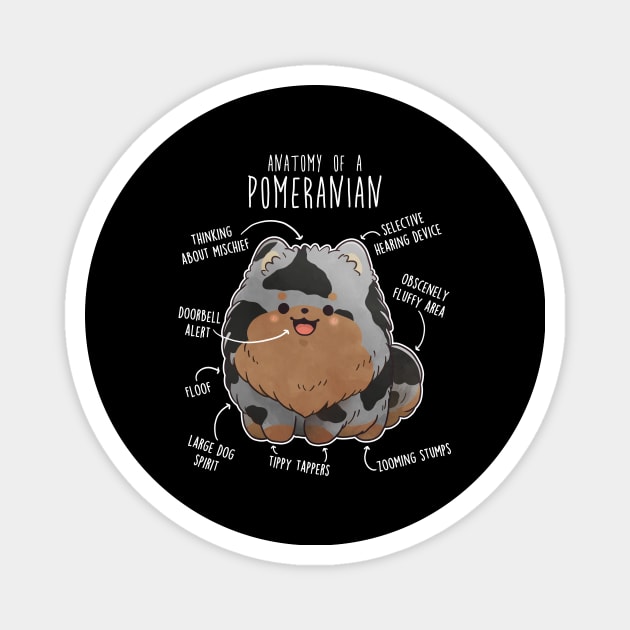 Blue Merle Pomeranian Dog Anatomy Magnet by Psitta